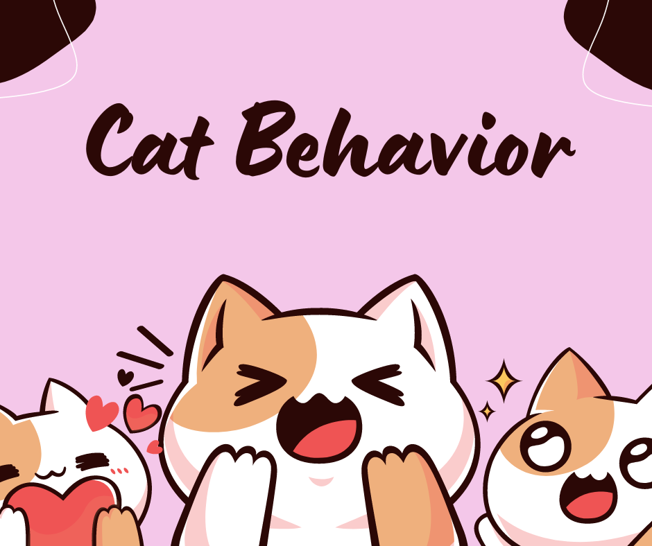 cat behavior