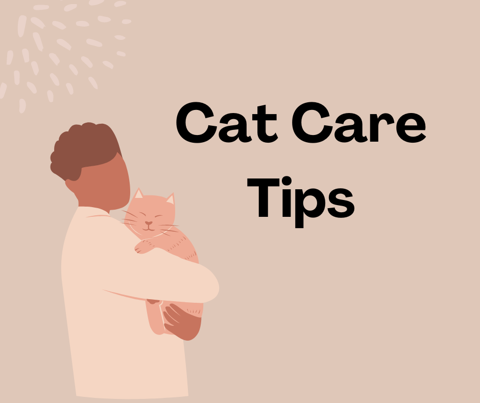 best cat care