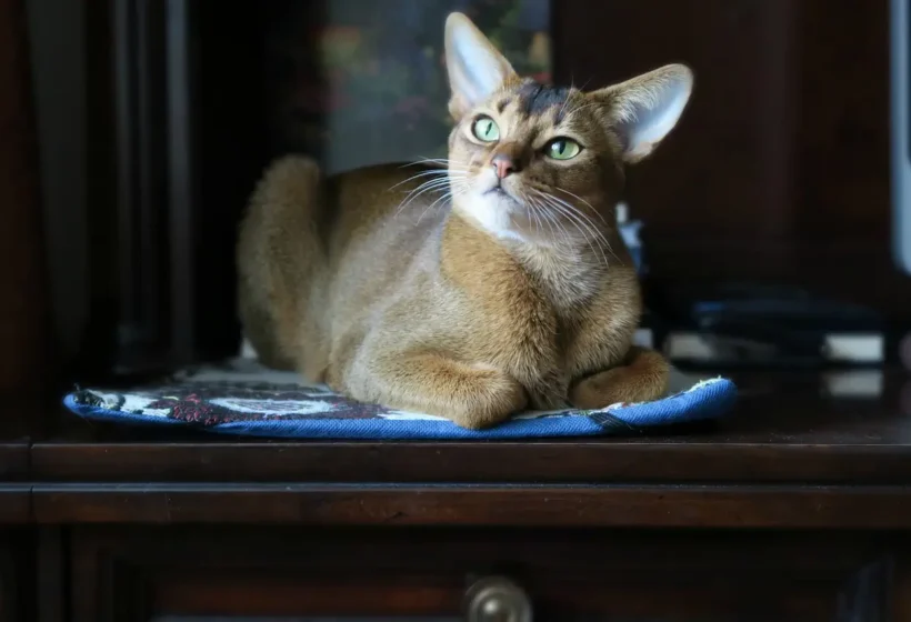 abyssinian cat colors